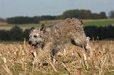 BOUVIER DES ARDENNES 230